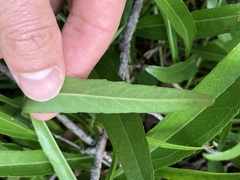 Helianthus longifolius
