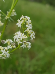 Galium lucidum