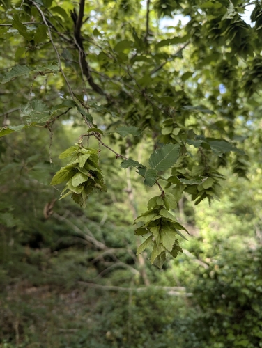 Eastern Hornbeam