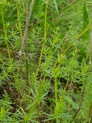 Galium lucidum