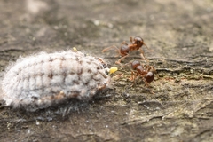 Pristomyrmex punctatus