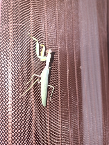Transcaucasian Giant Mantis