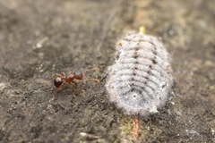 Pristomyrmex punctatus