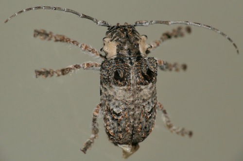 Tetradia lophoptera, 2026-09-02