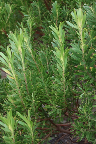 Leucadendron coniferum, photograph 3