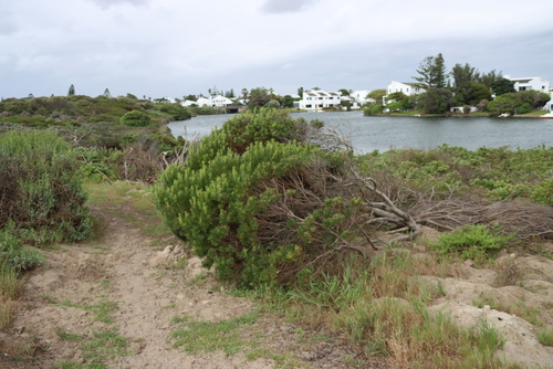 Leucadendron coniferum, photograph 2
