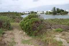 Leucadendron coniferum, photograph (c) Tony Rebelo, some rights reserved (CC BY-SA)