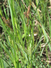 Carex hirta