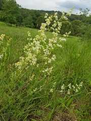 Galium lucidum