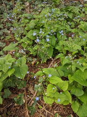 Brunnera