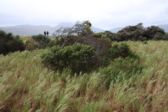 Leucadendron coniferum