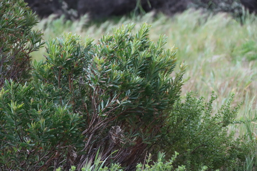 Leucadendron coniferum, photograph 1