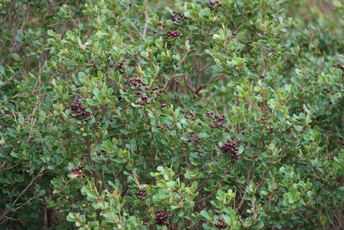Searsia crenata, photograph 2