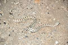 Crotalus cerastes cerastes