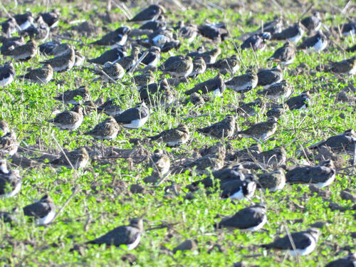 European Golden-Plover