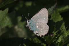 Callophrys viridis