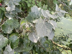 Populus × canescens, photograph (c) Joss Carr, some rights reserved (CC BY)