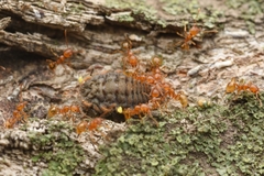 Pheidole fervida