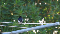 Hirundo dimidiata