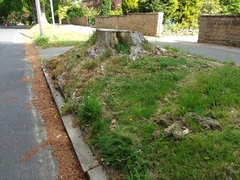 Campanula persicifolia