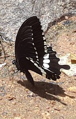 Papilio polytes