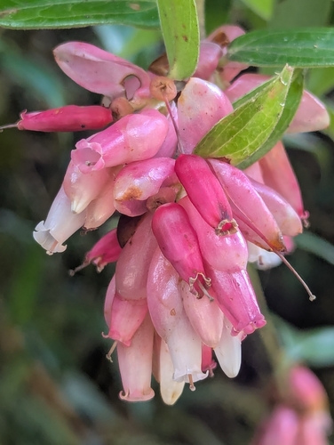 Cavendishia bracteata observed 2026-09-02