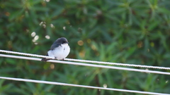 Hirundo dimidiata