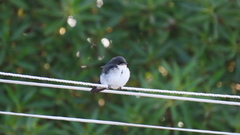 Hirundo dimidiata