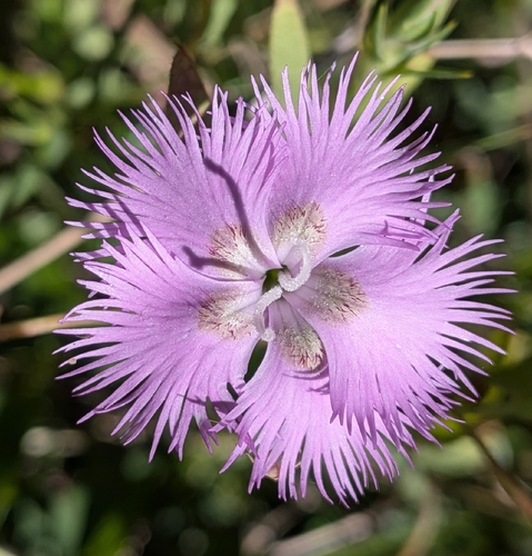 Dianthus hyssopifolius, photograph 5