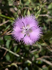 Dianthus hyssopifolius, photograph (c) Borja Fierro, some rights reserved (CC BY)