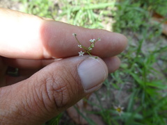 Spermolepis