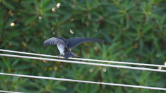 Hirundo dimidiata