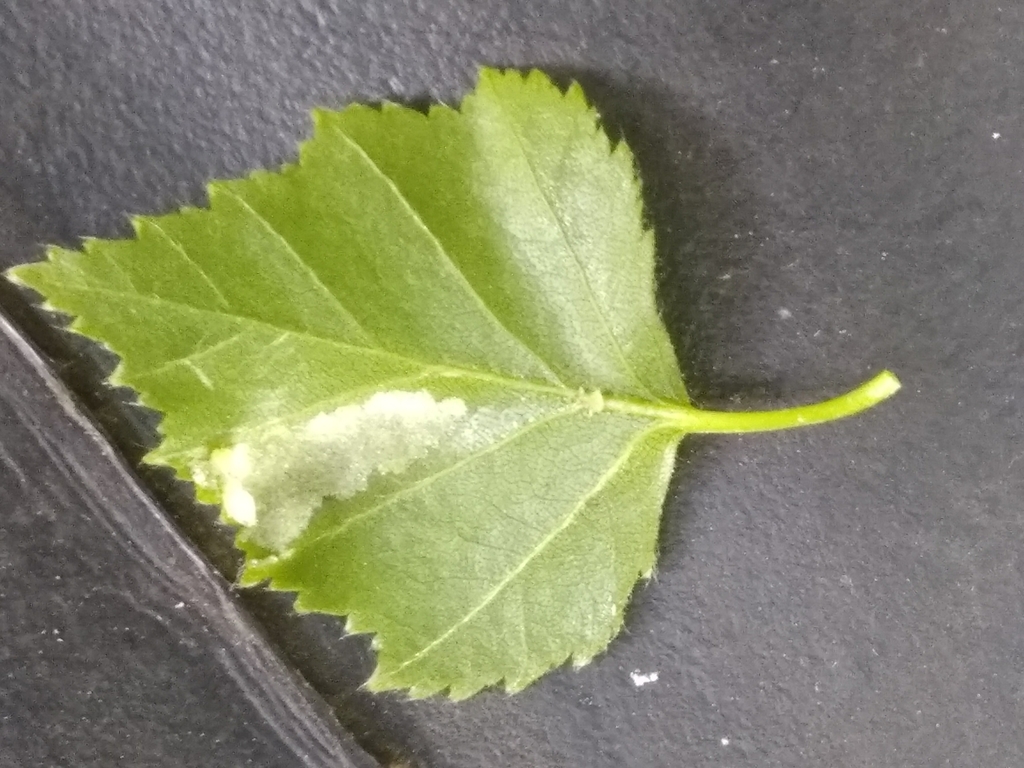 Acalitus rudis