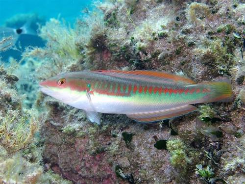 Mediterranean Rainbow Wrasse, photo 6 of 10