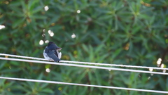 Hirundo dimidiata