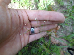 Spermolepis