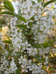 Prunus