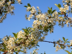 Prunus