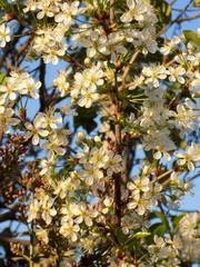 Prunus