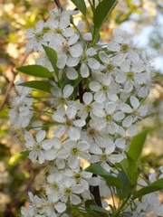 Prunus