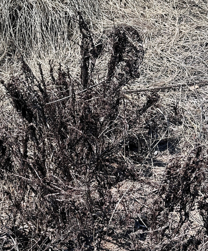 Resurrection Plant