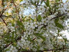 Prunus
