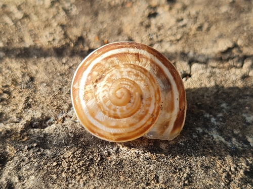 Chocolate-band Snail