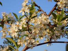 Prunus