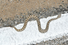 Crotalus cerastes cerastes