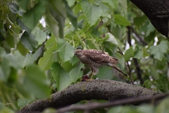 Accipiter nisus