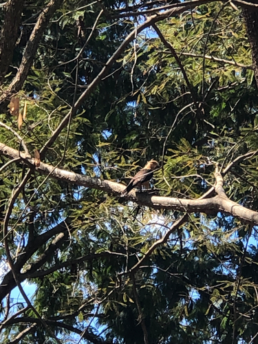 Yellow-headed Caracara