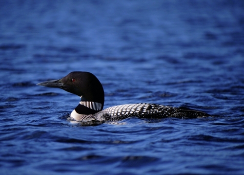 Common Loon