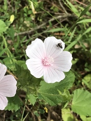 Malva hispanica