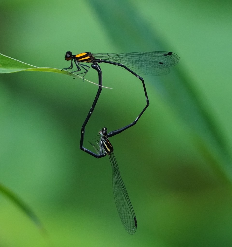 Orange-backed Threadtail